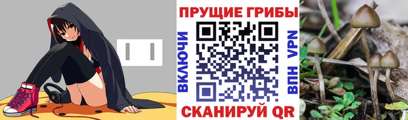 Галлюциногенные грибы GOLDEN TEACHER  Купить закладки  Северо-Курильск 
